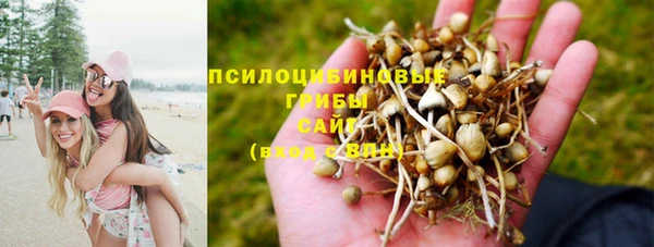 индика Ессентукская